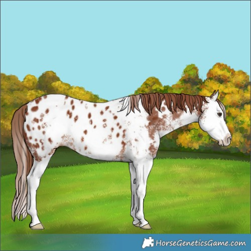 Horse Color:White Spotted Chestnut Splash Appaloosa 