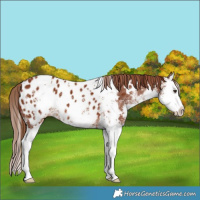 Horse Color:White Spotted Chestnut Splash Appaloosa 