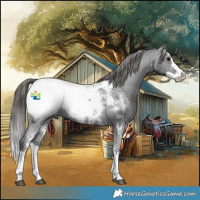 Horse Color:Black Sabino Splash Appaloosa 