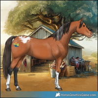 Horse Color:Bay Tobiano Appaloosa 