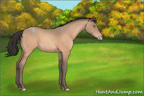 Horse Color:Amber Champagne Sabino 
