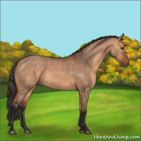Horse Color:Bay Dun 