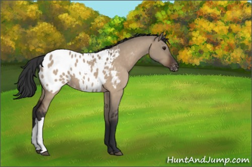 Horse Color:Brown Dun Appaloosa 
