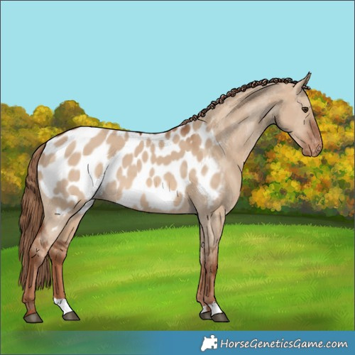 Horse Color:Red Dun Appaloosa 