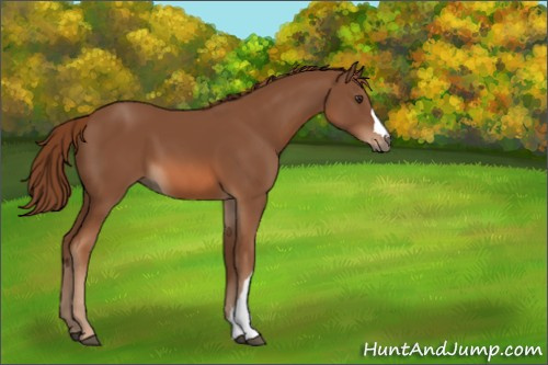 Horse Color:Chestnut 