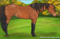 Horse Color:Bay Appaloosa Rabicano 