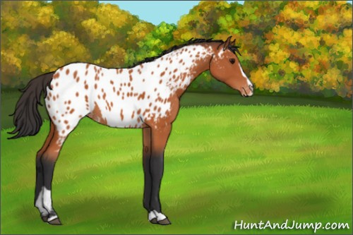 Horse Color:Bay Sabino Appaloosa 
