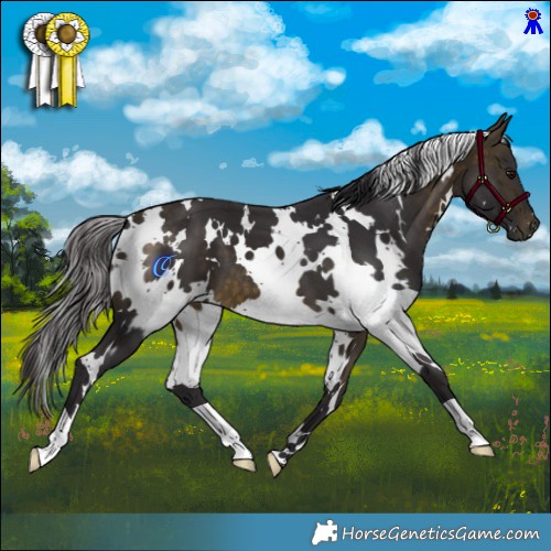 Horse Color:White Spotted Buckskin 
