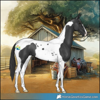 Horse Color:Black Tobiano 