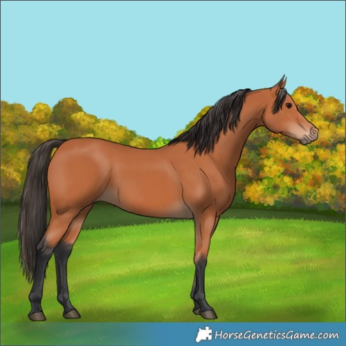 Horse Color:Bay 