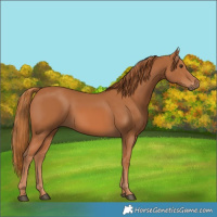 Horse Color:Chestnut 