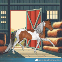 Horse Color:Bay Tobiano 