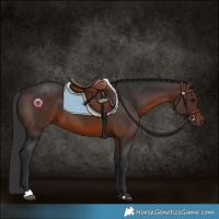 Horse Color:Brown 