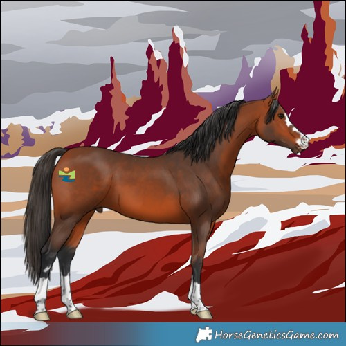 Horse Color:Bay 