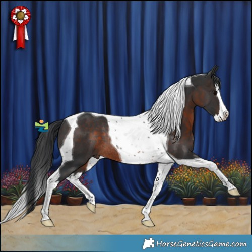 Horse Color:Brown Splash Tobiano Rabicano 