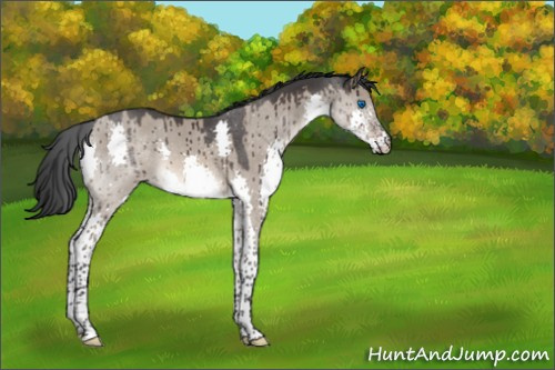 Horse Color:Brown Roan Dun Splash Brindle 