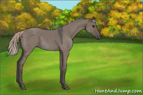 Horse Color:Silver Grullo Roan Rabicano 