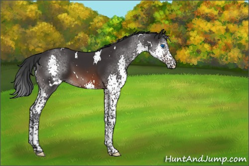 Horse Color:White Spotted Brown Splash Tobiano 