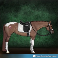 Horse Color:Chocolate Bay Dun Tobiano