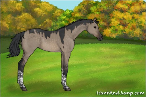 Horse Color:Brown Dun Tobiano 