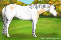 Horse Color:Buckskin Dun Splash Tobiano Frame Brindle