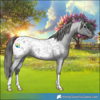 Horse Color:Blue Roan Appaloosa Rabicano 