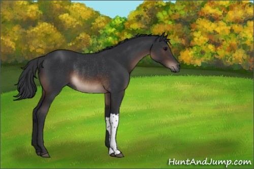 Horse Color:Brown Rabicano 
