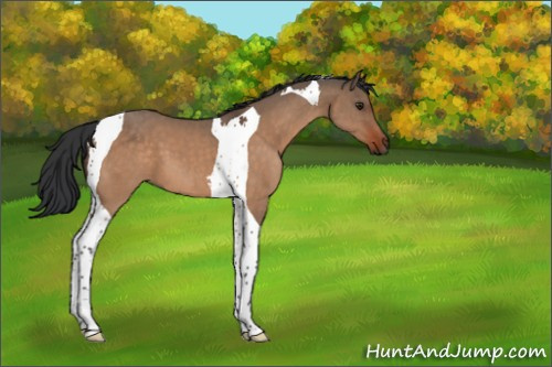 Horse Color:Brown Dun Tobiano 