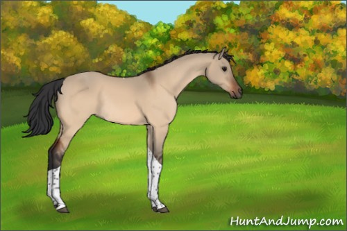 Horse Color:Bay Dun Tobiano Rabicano 