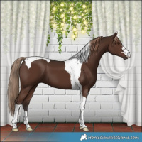 Horse Color:Liver Chestnut Tobiano 