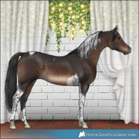 Horse Color:Brown Tobiano 