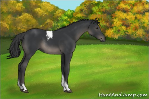 Horse Color:Black Tobiano Rabicano 