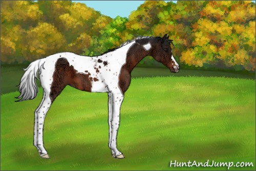 Horse Color:Brown Ice Tobiano 