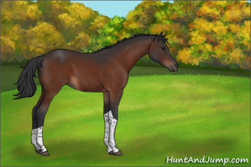 Horse Color:Brown Tobiano Rabicano 
