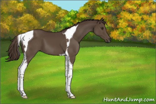 Horse Color:Liver Chestnut Tobiano 