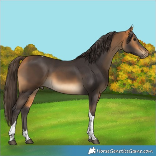 Horse Color:Buckskin Tobiano 