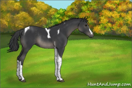 Horse Color:Black Tobiano Rabicano 