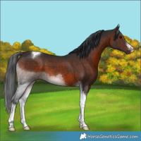 Horse Color:White Spotted Brown Tobiano 