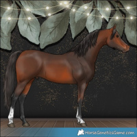 Horse Color:Bay Tobiano Rabicano 