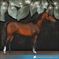 Horse Color:Bay Tobiano Rabicano 
