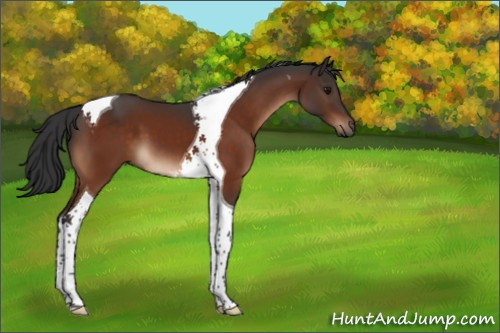 Horse Color:Bay Tobiano 