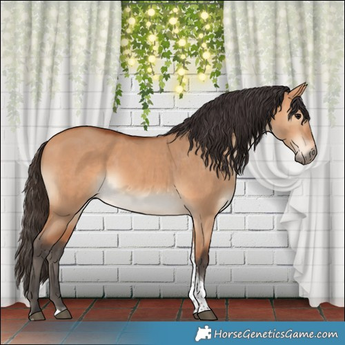 Horse Color:Bay Dun Tobiano Rabicano 