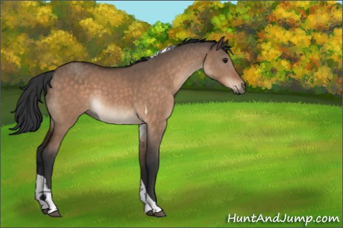 Horse Color:Brown Dun Tobiano 