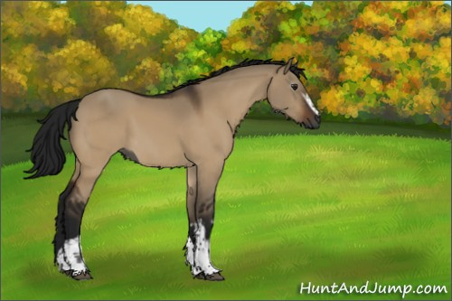 Horse Color:Gray White Spotted Brown Dun Tobiano Rabicano 