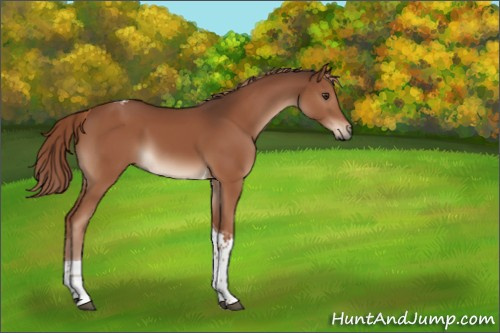 Horse Color:Liver Chestnut Tobiano 