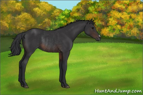 Horse Color:Brown Rabicano 