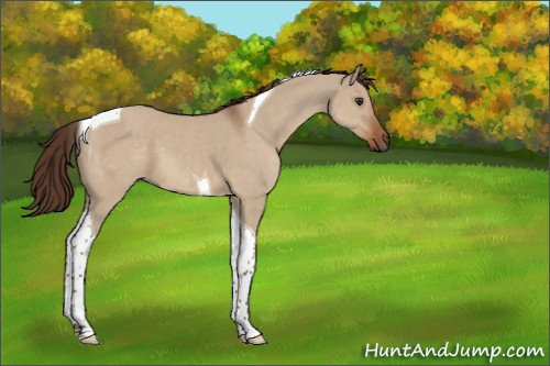 Horse Color:Liver Red Dun Tobiano 