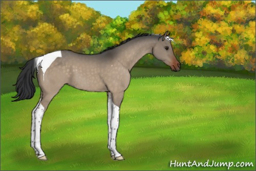 Horse Color:Brown Dun Tobiano 