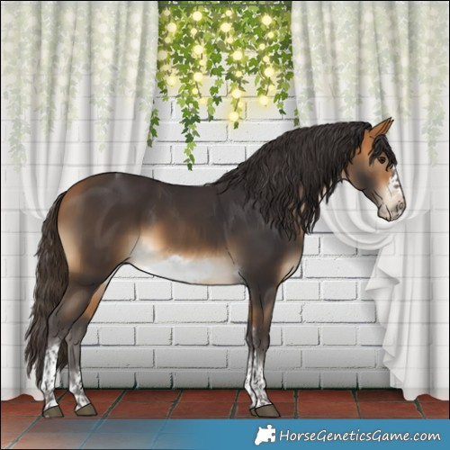 Horse Color:Buckskin Tobiano Frame Rabicano 