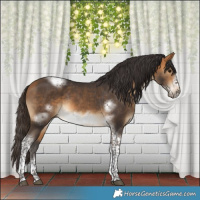 Horse Color:Buckskin Tobiano Frame Rabicano 